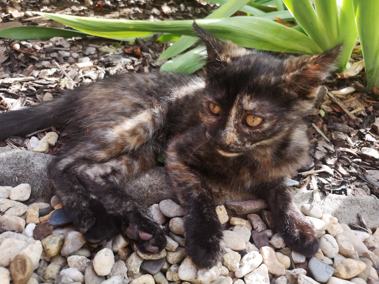 Katzenkinder suchen Dosenöffner - Katzen - Geusa