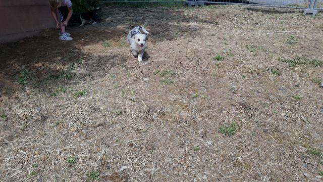 Australian shepherd welpen  - Hunde - Hückelhoven 
