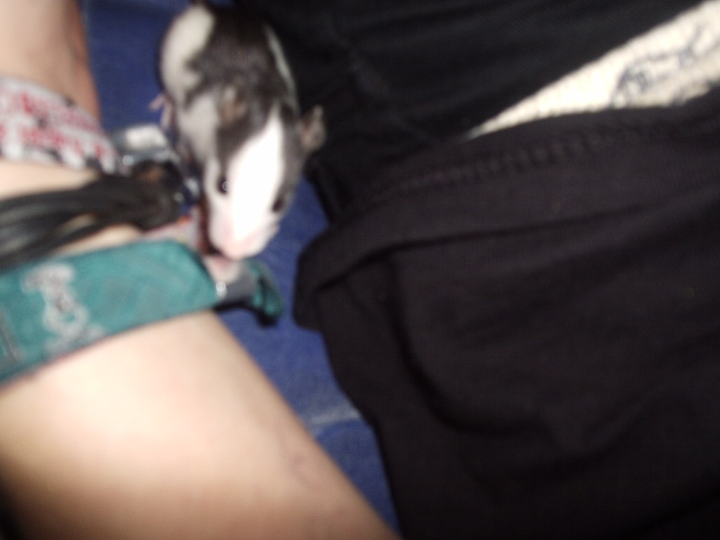 Rattenbabys (m+w) abzugeben - Nagetiere - Ansbach