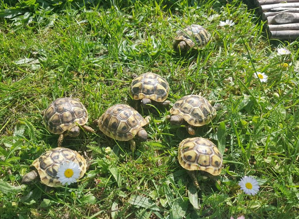 Griechische Landschildkröten - Reptilien - Berlin