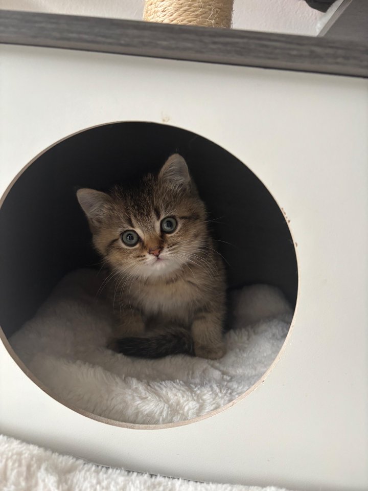 Liebevoller BKH-Kater, 10 Wochen alt, geimpft & stubenrein - Katzen - Dorsten