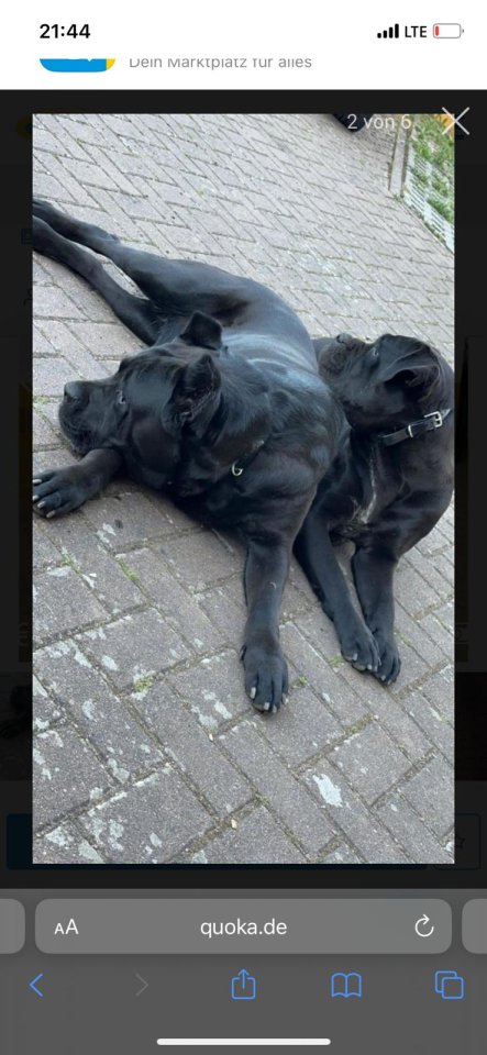 Rassen hunde cane corso # - Hunde - Bamberg