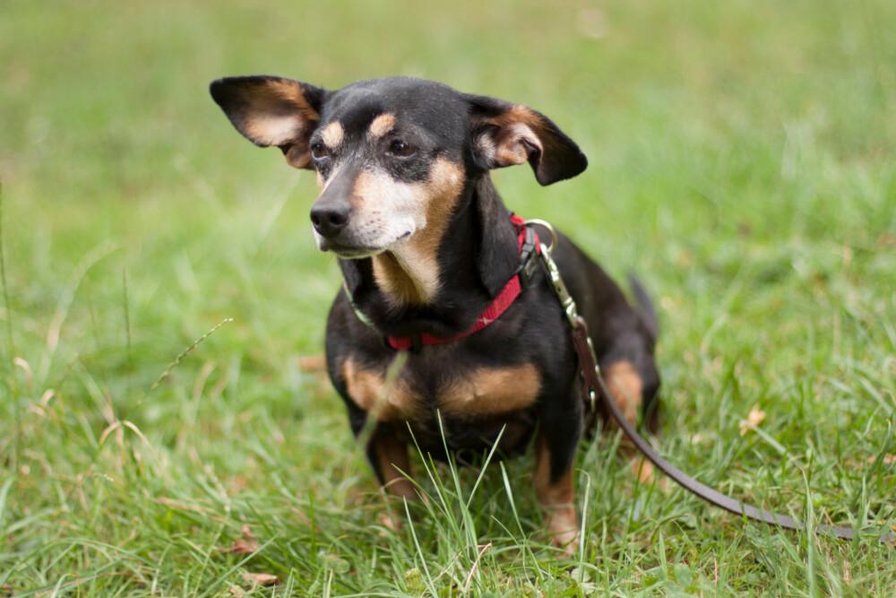 LILLIFEE - Dackel-Mix - 8 Jahre - Tierhilfe-Franken e.V. - Hunde - Lüdersdorf