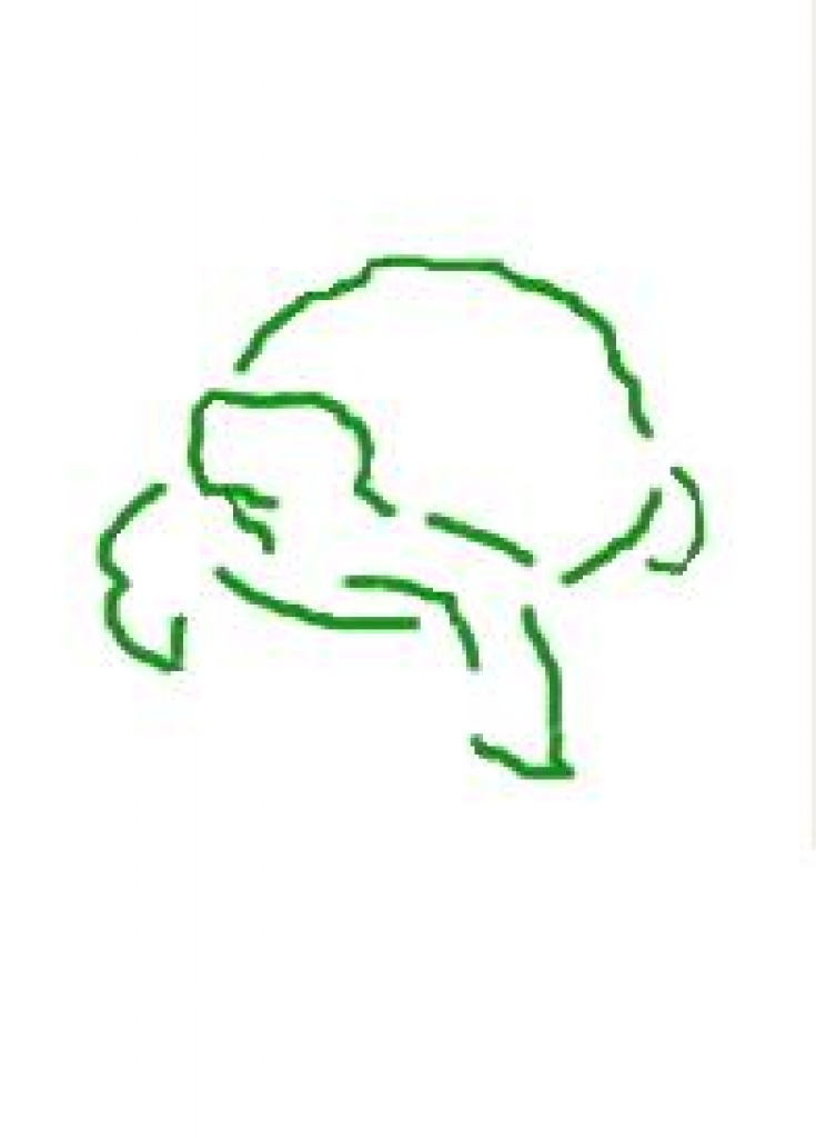 Infos über die Haltung von Landschildkröten - Reptilien - Nordfriesland