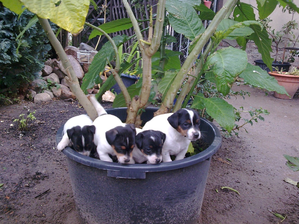 Kleine Fleckenzwerge - Tierboersen - Liepen