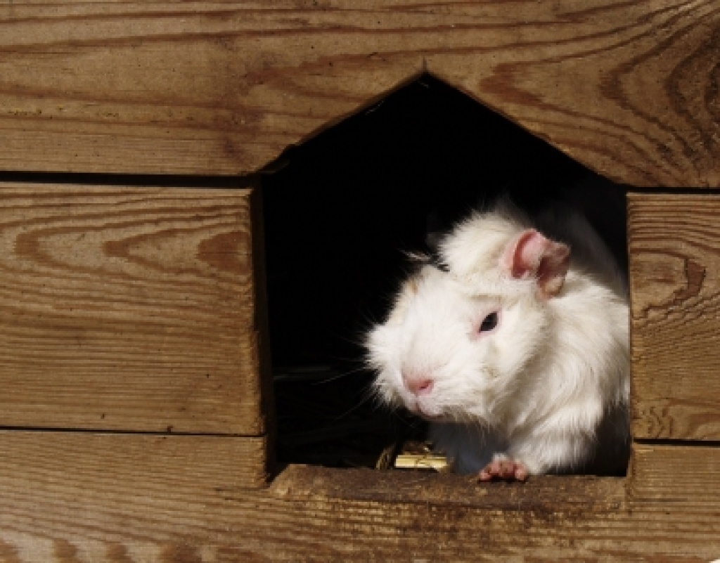 Tierpension - Kleintierpension - Pflegestellen - Mülsen