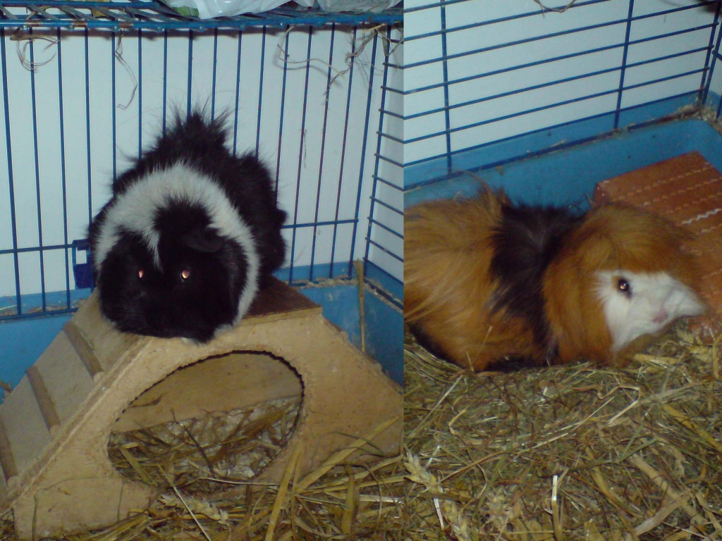 Meerschweinchen in gute Hände abzugeben - Nagetiere - Stadtbergen