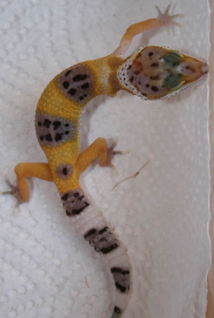 Leopardgecko NZ08 - Reptilien - Edingen Neckarhausen