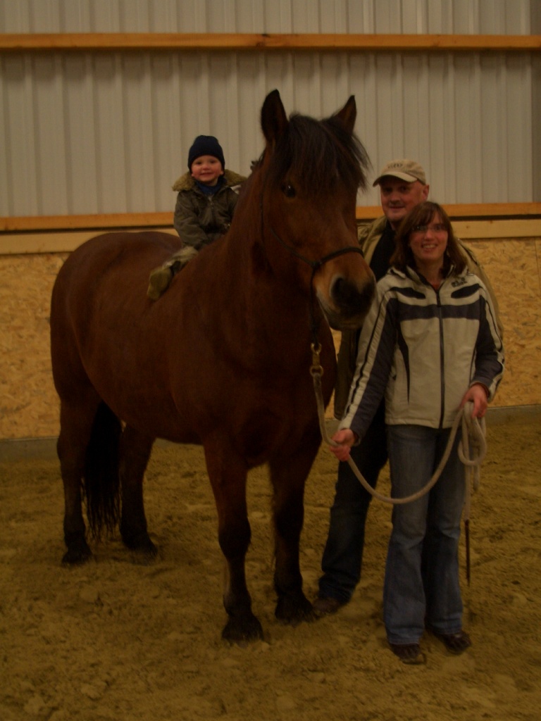 Biete für 2-3x die Woche eine Westernreitbeteiligung an Frisen- Kaltblutmix - Pferde - Bottrop