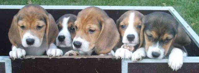 Beagle Welpen m.P - Hunde - Steuden