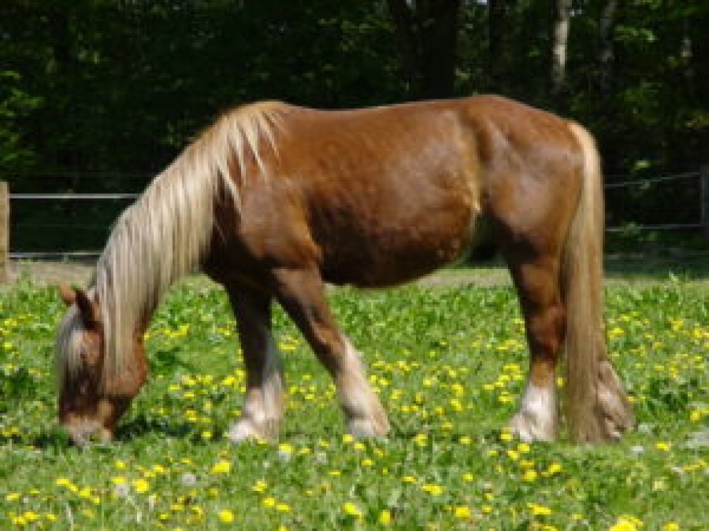 Reitbeteiligungen - Pferde - Fabrikweg