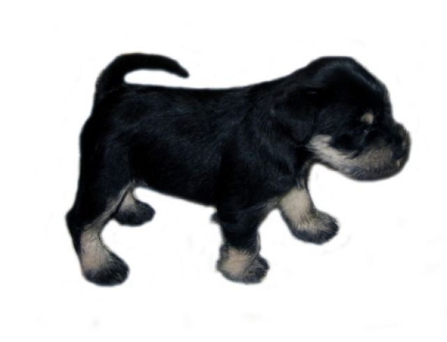 Zwergschnauzer schwarz/silber Welp-Rüde - Hunde - Stod