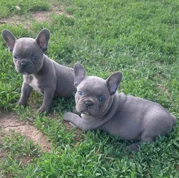 Wunderschöne Französische Bulldoggen Welpen mit Ahnentafel. - Hunde - Wien