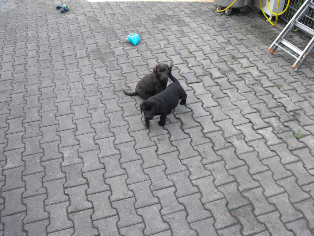 Schwarze und Braune Labradorwelpen aus Hobbyzucht - Tierboersen - Dortmund