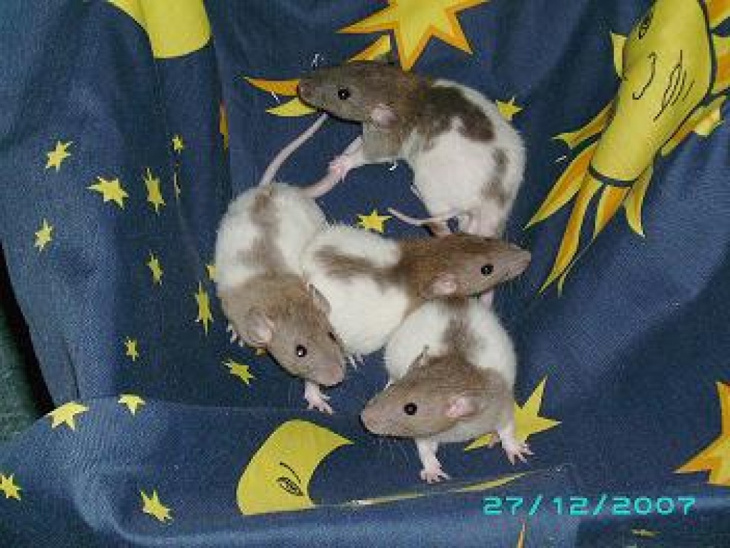 Babyratten und auch Ausgewachsene - Nagetiere - Rosbach