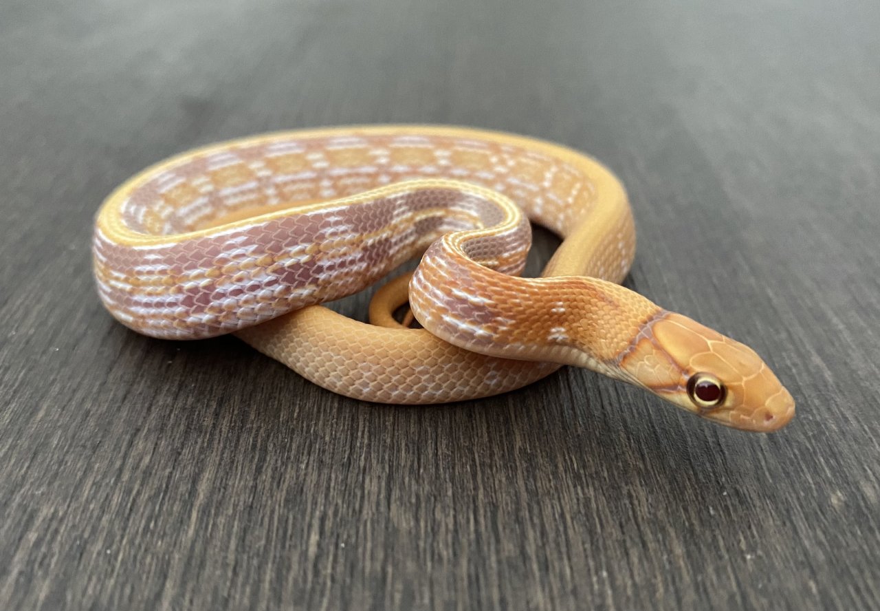 1.0 T+ Albino Strahlennatter (Coelognathus Radiatus) DNZ23 - Reptilien - Münster