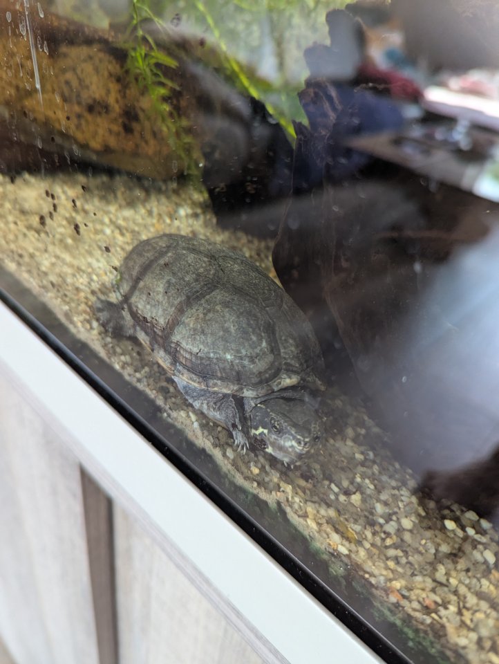 Moschusschildkröte abzugeben - Reptilien - Oldenburg
