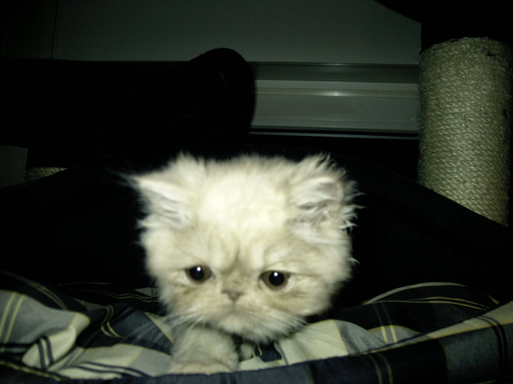 Perserkatzenbaby - Katzen - Siegen