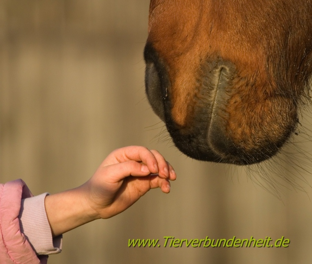 Tierkommunikation - Dienstleistungen - 80809