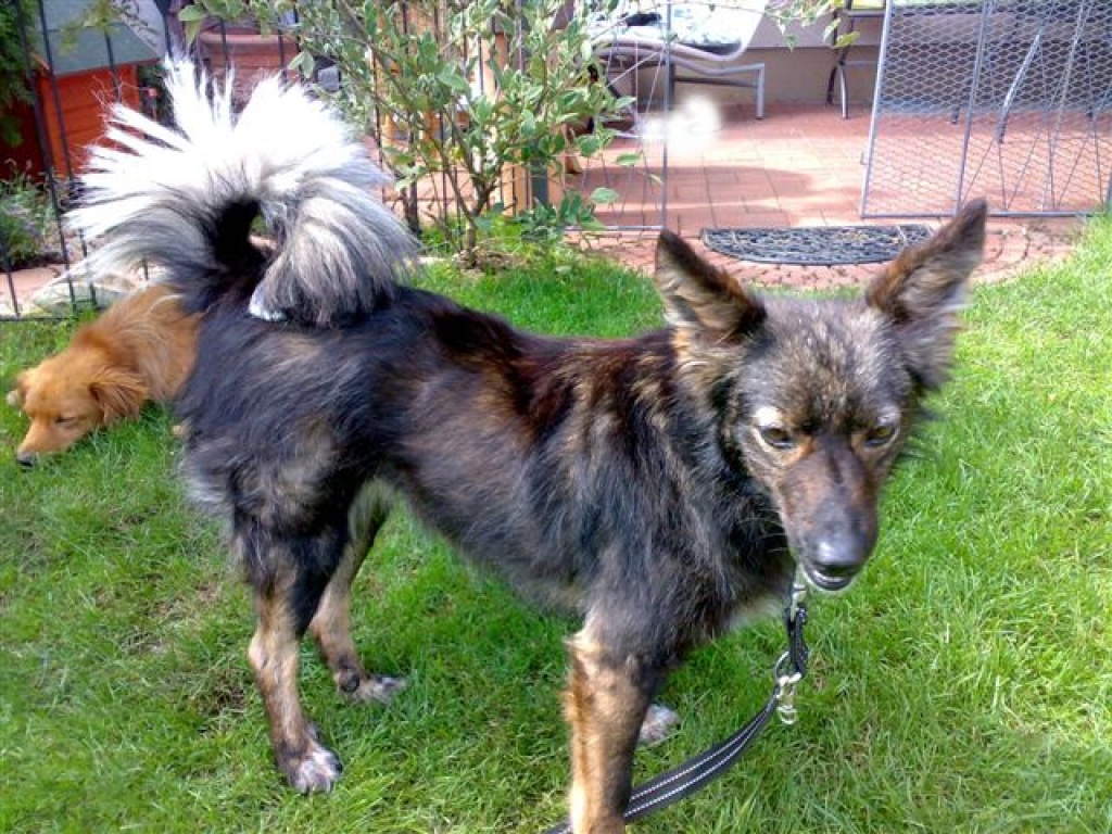 Katea sucht ein neues Zuhause!!! - Hunde - Nürnberg