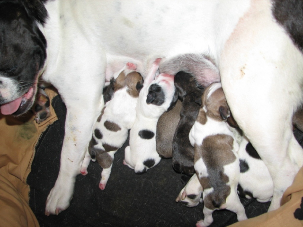 Französische Bulldoggenwelpen - Hunde - Aschersleben