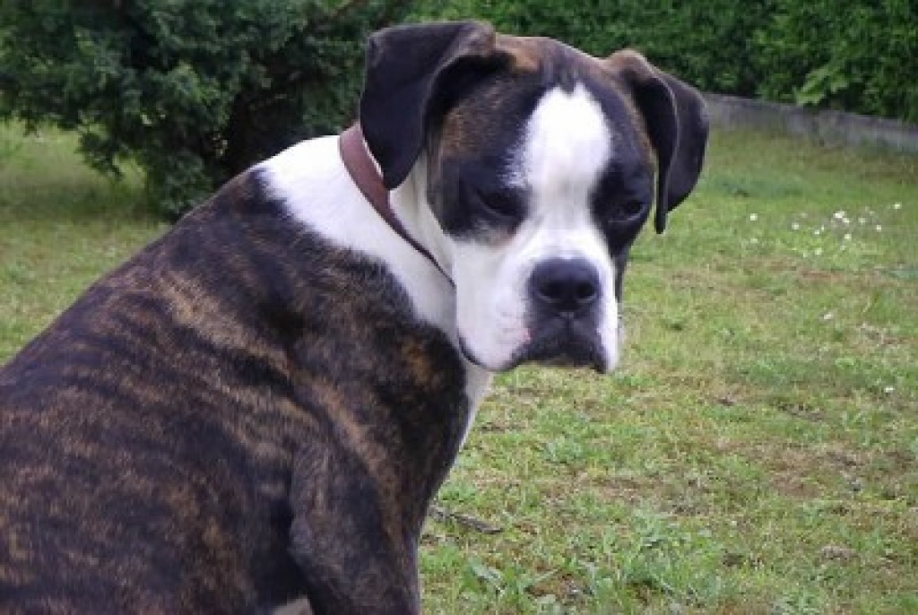 Familienaufzucht Unsere Lilly bekommt Boxerwelpen - Hunde - Sinsheim