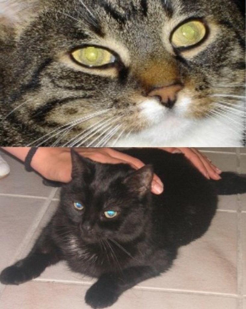 Suche Katzensitter für Zeitraum 27.08. - 10.09.2021 - Katzen - Oer Erkenschwick