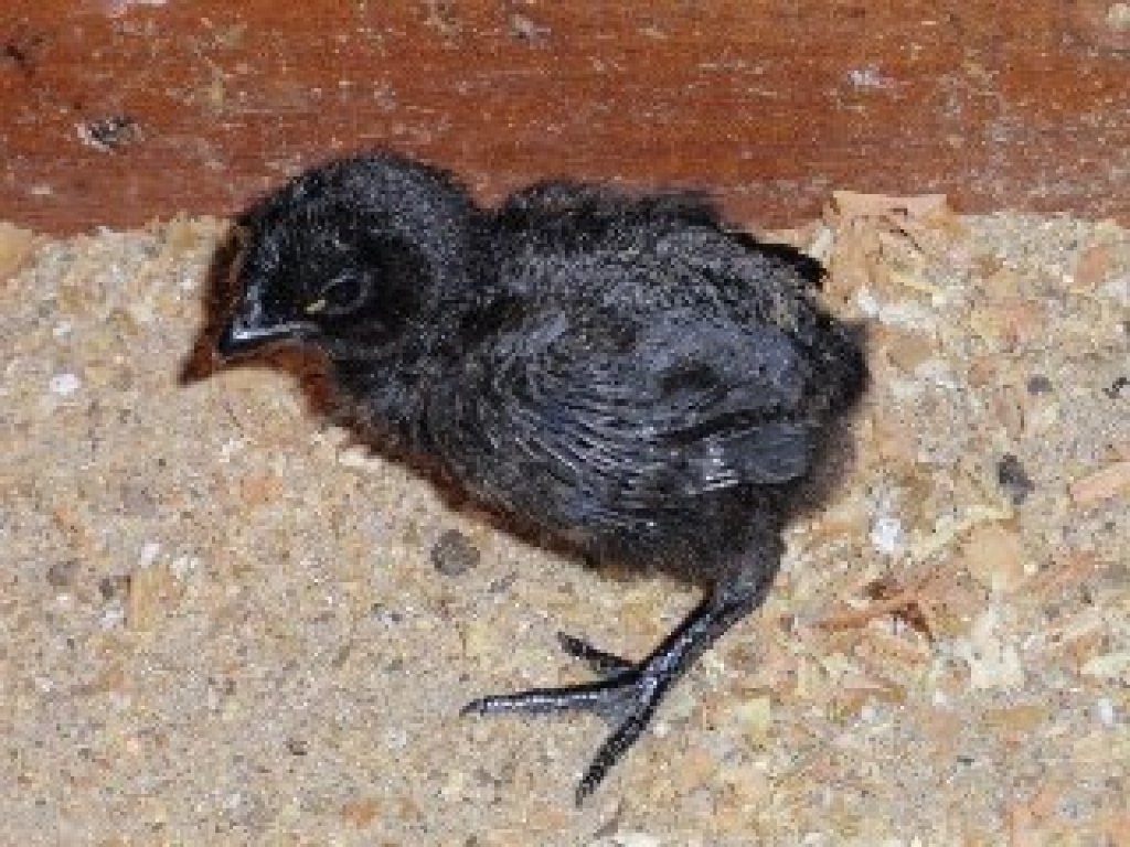Cemani Bruteier - Nutztiere - Hohenstein