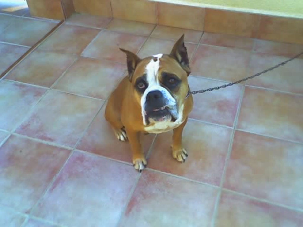 Dringend Flugpaten Alicante oder Valencia-Düsseldorf-Köln gesucht - Flugpaten - Rommerskirchen