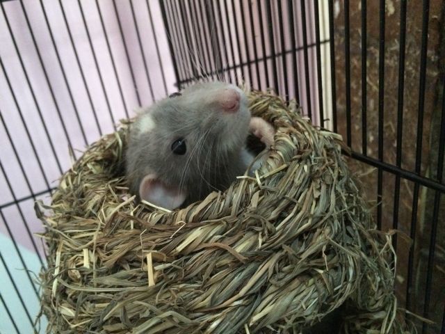 Rattenmännchen abzugeben!  - Nagetiere Allgemein - Wolfsburg 