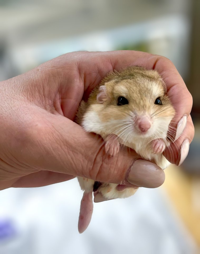 Suche Duprasi Fettschwanz Rennmäuse - Nagetiere - Flums