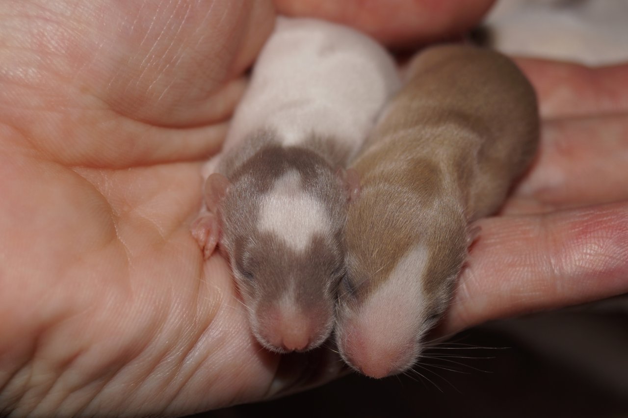 Einzigartiger Ratten Nachwuchs - Nagetiere - Frankfurt