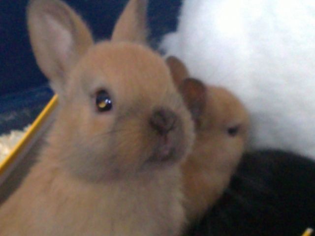 3 zuckersüße Kaninchenbabys  - Hasen Kaninchen - Hamburg