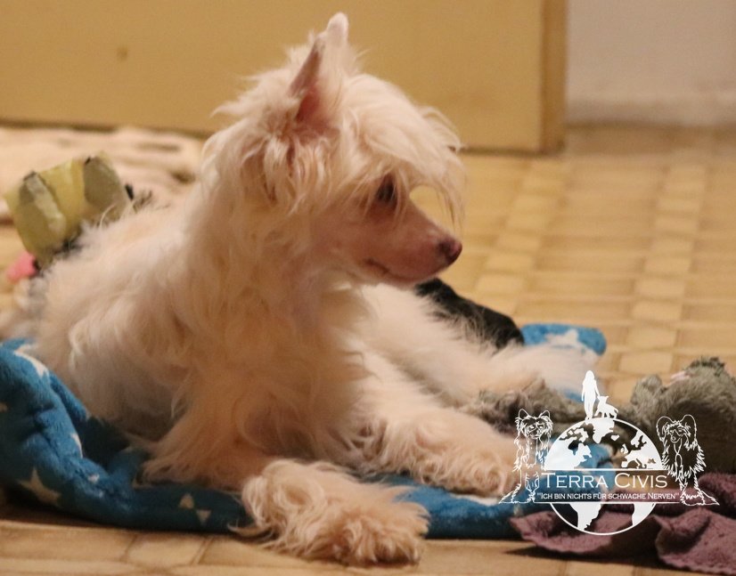 Chinese Crested Powderpuff Hündinnen - Hunde - Massbach