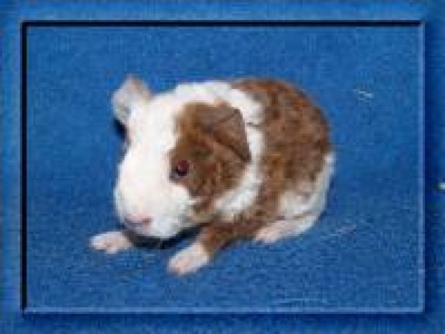 Meerschweinchen  US-Teddys - Meerschweinchen - Springe