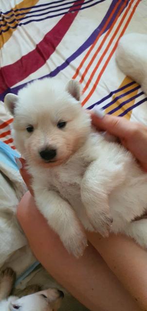 Berger Blanc Suisse ( langstock)  - Hunde - Tauer
