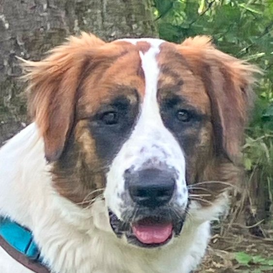 PATCH - männlich 1 Jahr 63 cm 35 kg Mix Gechipt Nicht kastriert - Hunde - Lauf an der Pegnitz PATCH - männlich 1 Jahr 63 cm 35 kg Mix Gechipt Nicht kastriert - Hunde - Lauf an der Pegnitz
