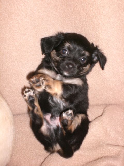 Reinrassige Chihuahuawelpen - Hunde - Reisenberg