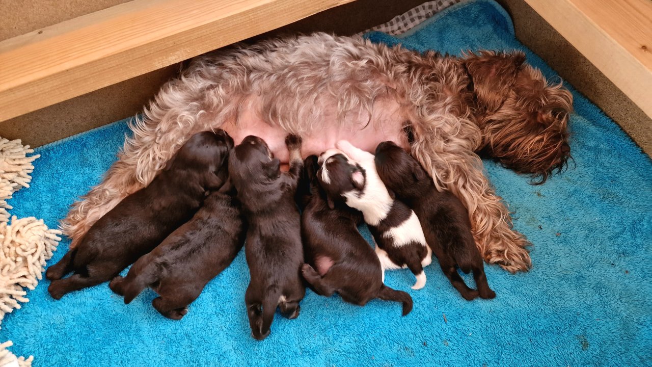 Amerikanische Zwergschnauzer, Welpen, liver, Liver/Party vom Züchter - Hunde - Consrade