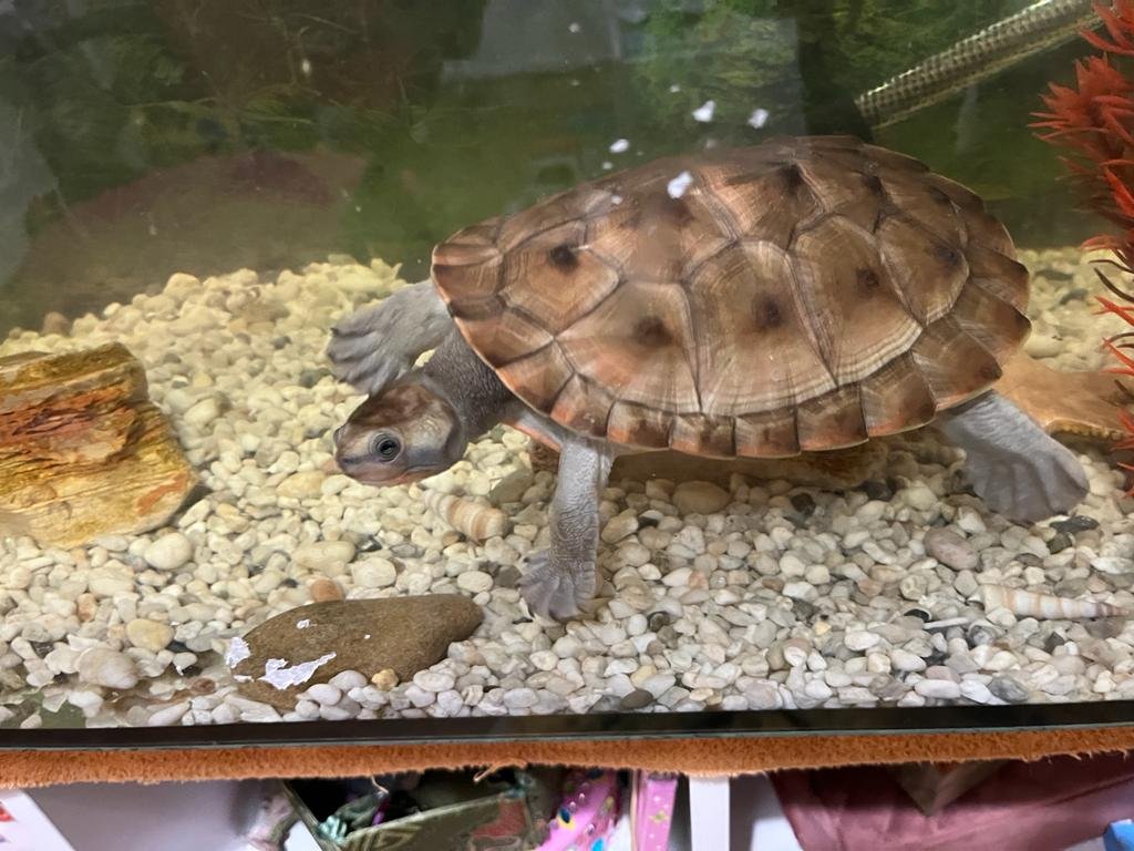 Wasserschildkröten - Reptilien - Bielefeld
