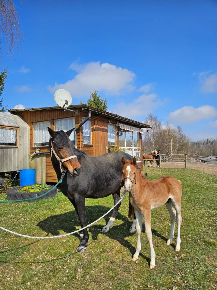 Typvolles Reitpony-Hengstfohlen mit sehr guten Grundgangarten - Pferde - Neustadt/Orla