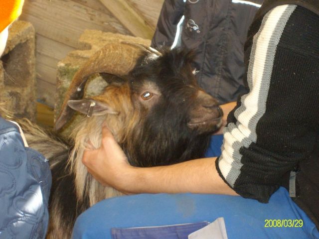 Zwergziegenbock zu verkaufen - Sonstige Nutztiere - Ehingen