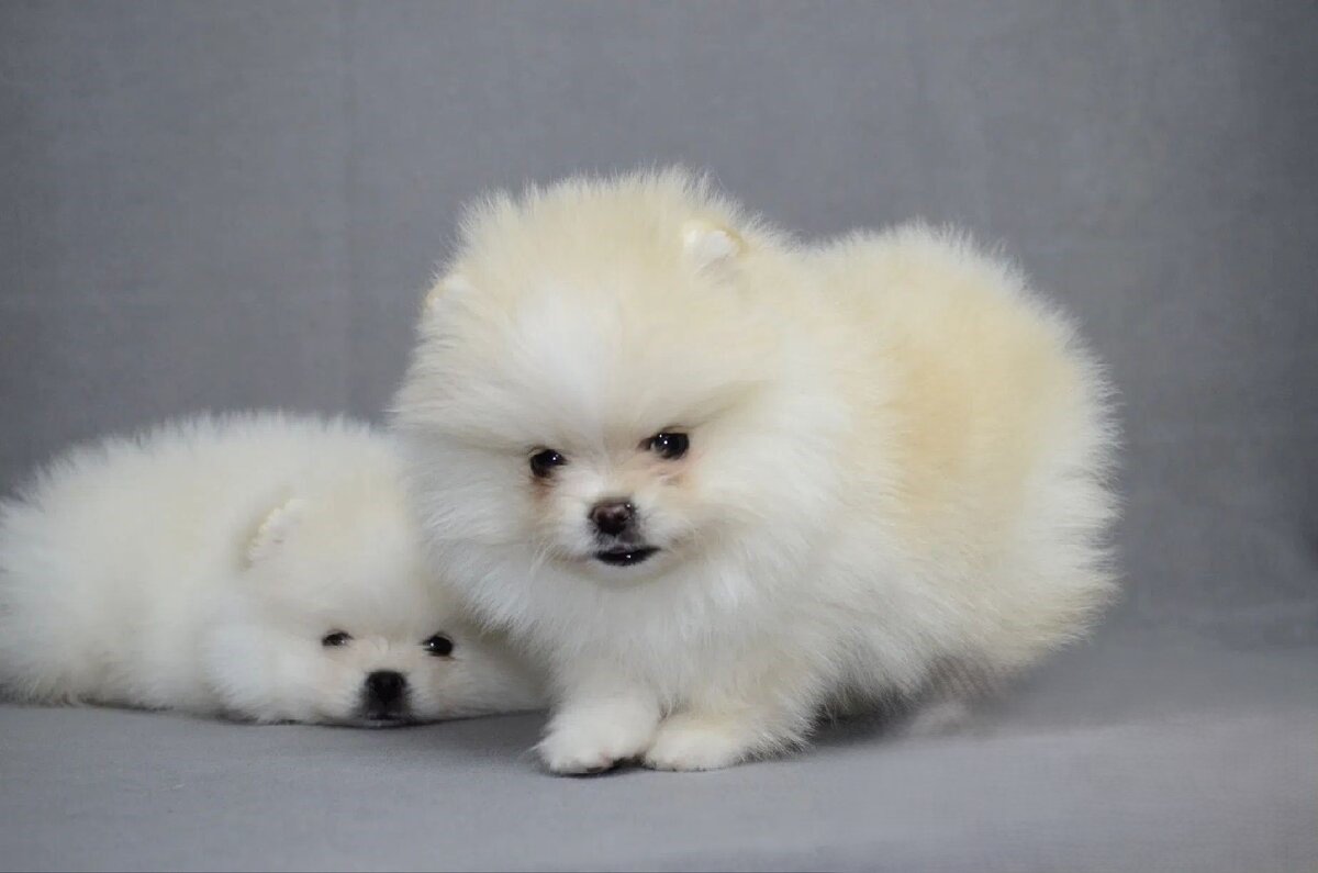 Wunderschöne reinrassige Zwergspitz Pomeranian Welpen - Hunde - Frankfurt am Main