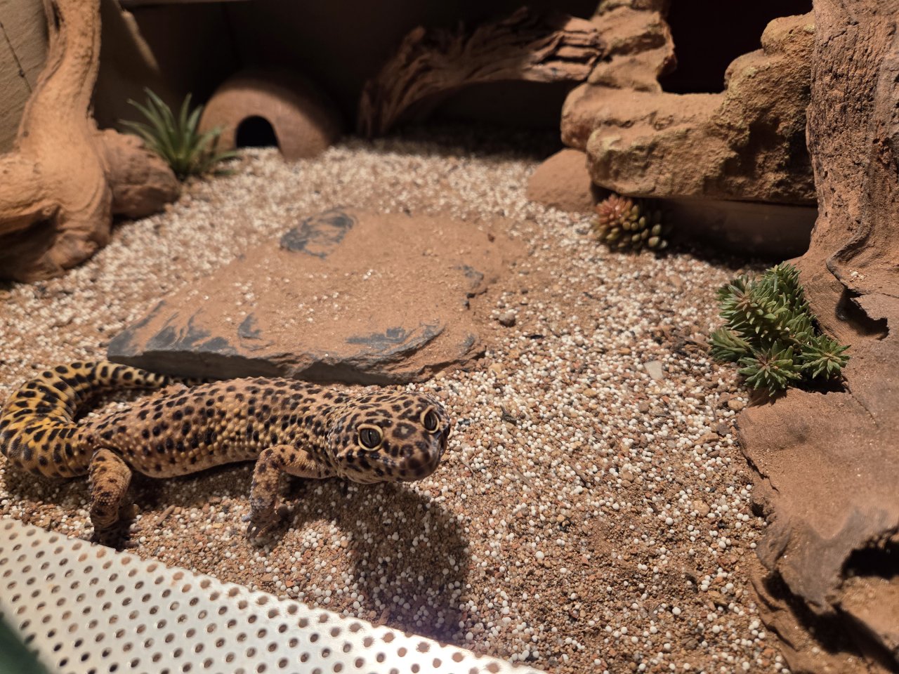 Biete Leopardgeckos an - Reptilien - Kyffhäuserland