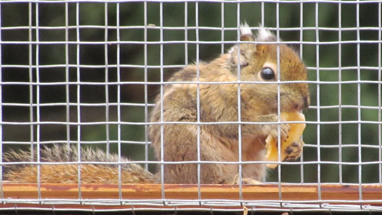 Junge Baumsteifenhörnchen - Nagetiere - Frielingen