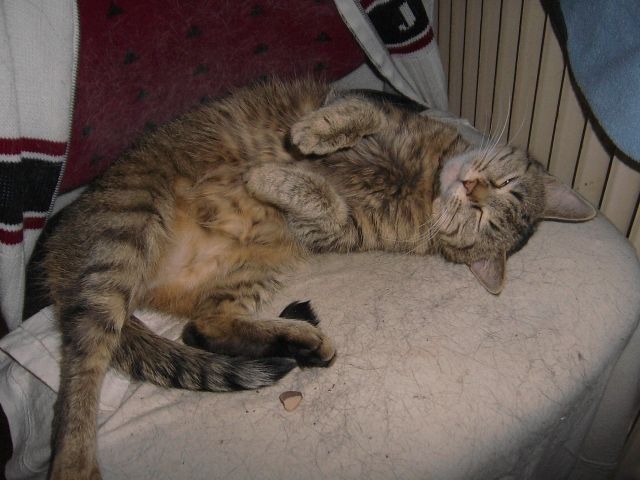 katzen zu verschengen