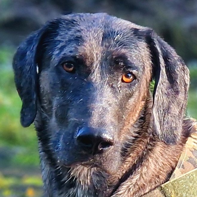 KENAI -  männlich  2 Jahre  68 cm  34 kg  Doggen-Mix  Gechipt  Kastriert - Hunde - Lauf an der Pegnitz