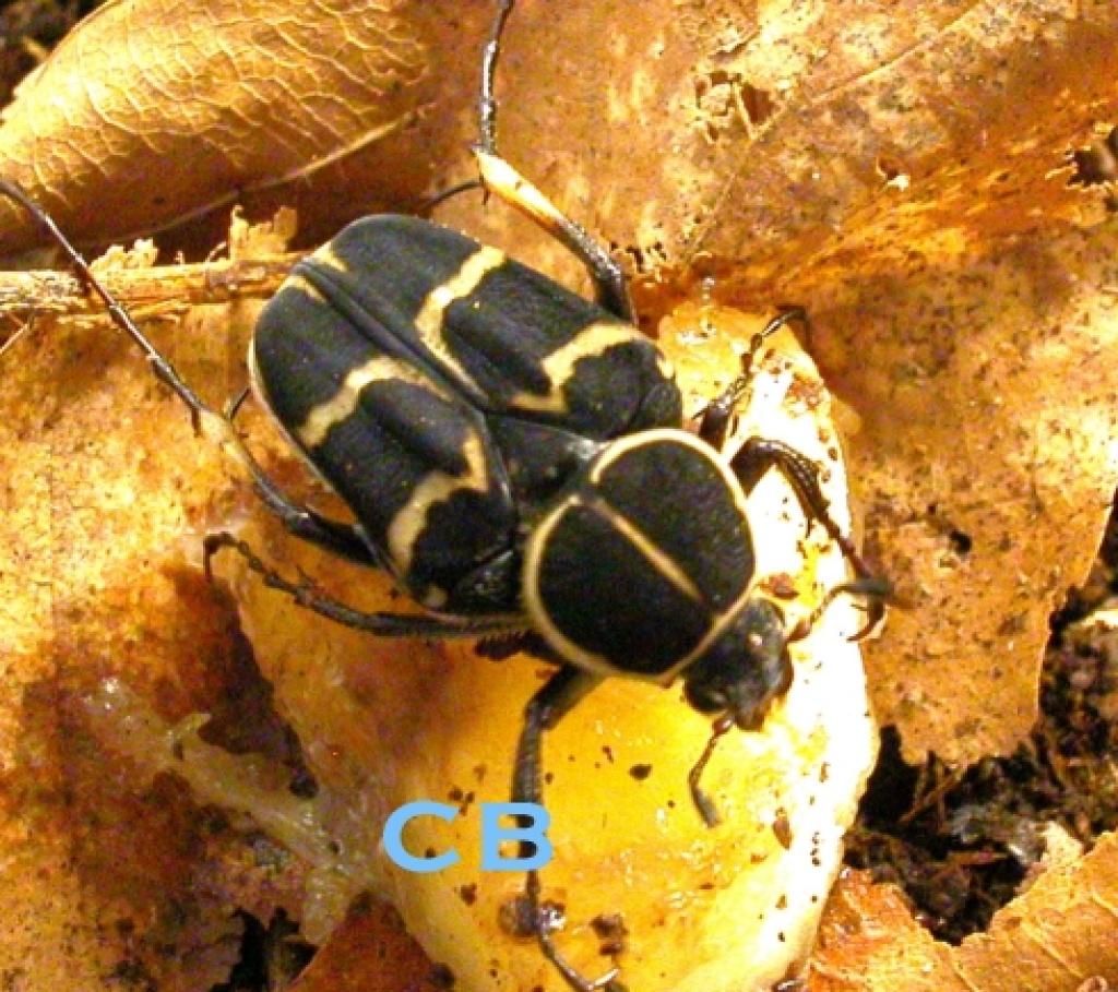 Inseckten kafer - Insekten - Frankreich