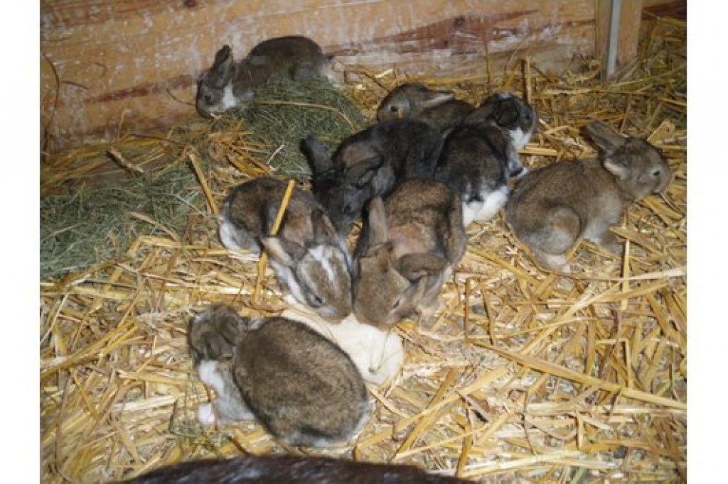 Riesen Widder Kaninchen abzugeben - Nagetiere - Lehre