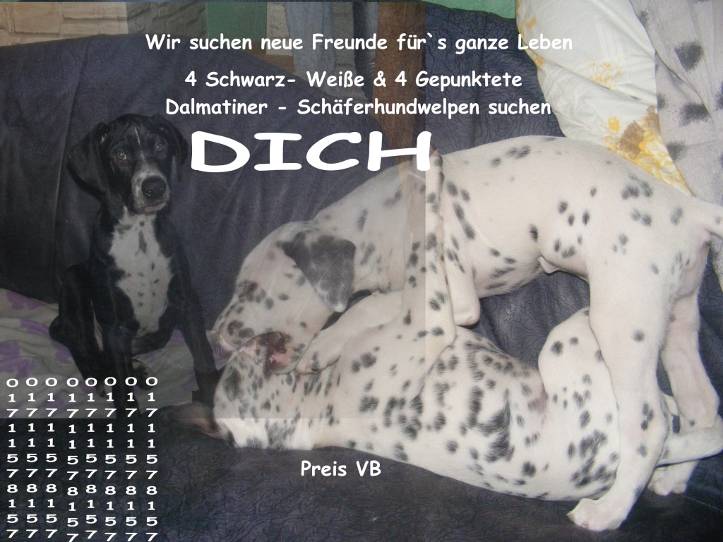 Mischlingswelpen - Hunde - Grünberg